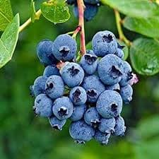 Blueberry